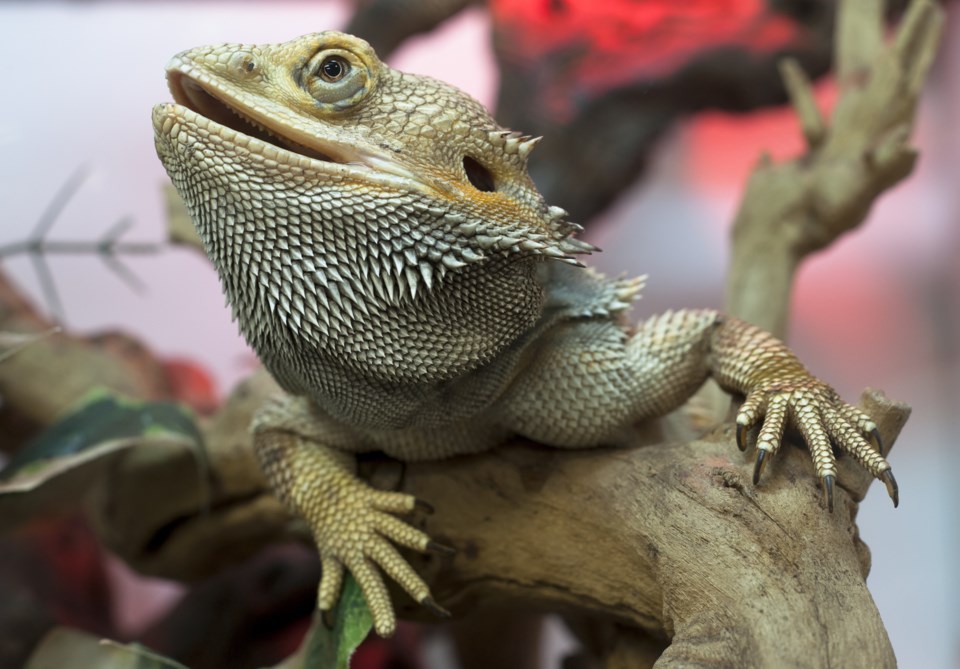 bearded dragon lizard