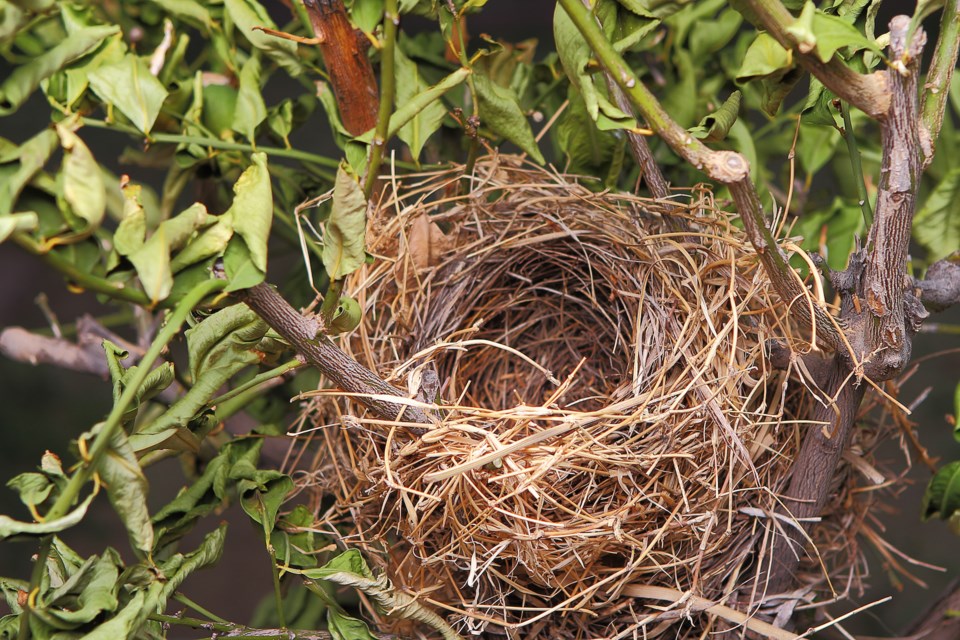 BirdNest