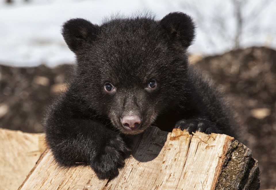 black bear cub