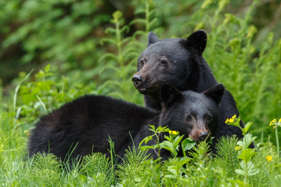 black bears AdobeStock_66396528