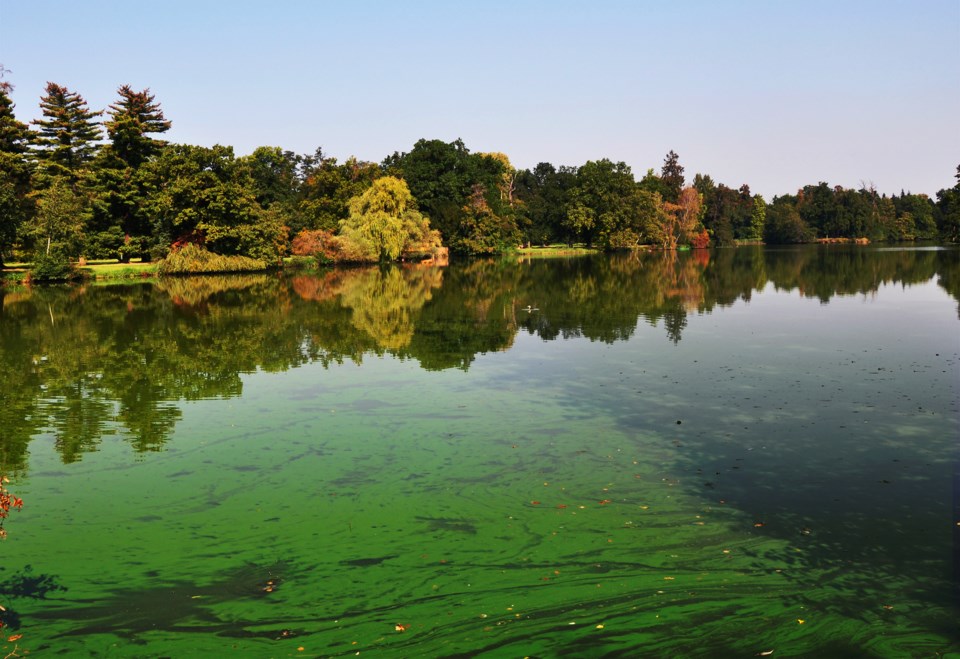 blue-green algae AdobeStock_139583970