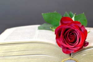 Lions Club of Sault Ste. Marie taking orders for 64th annual Rose Day