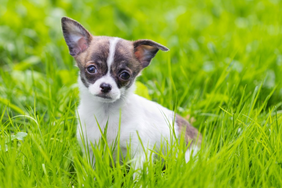 chihuahua puppy stock