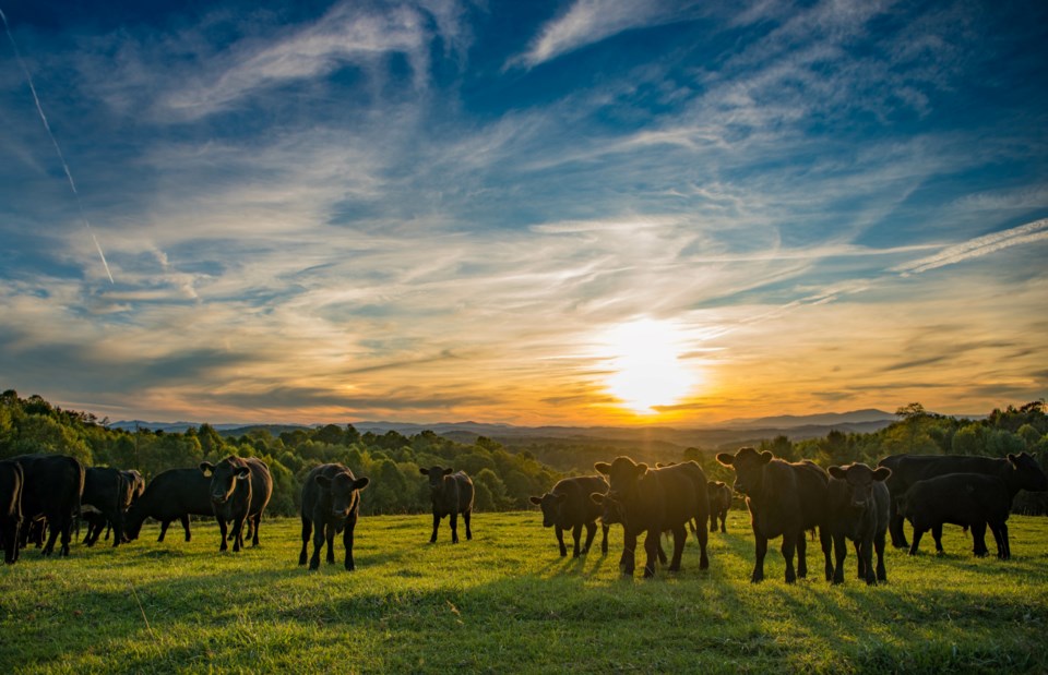 cowssunsetstock