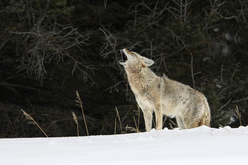 coyotes stock