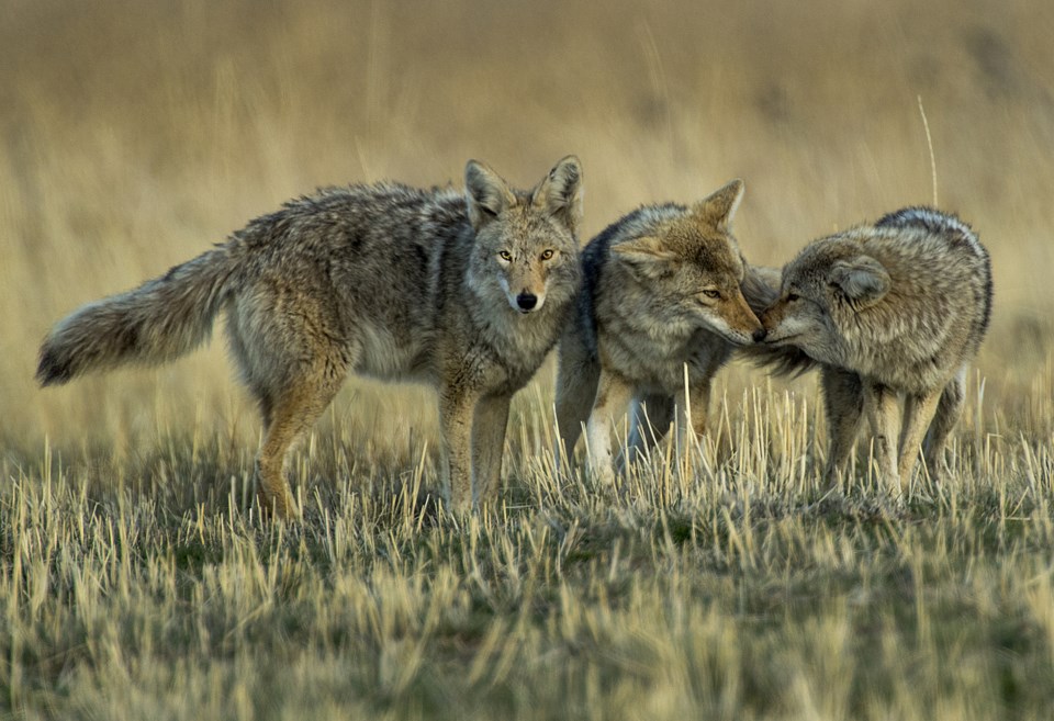 Coyotes1