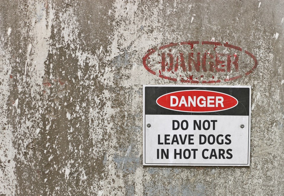 danger hot cars dogs