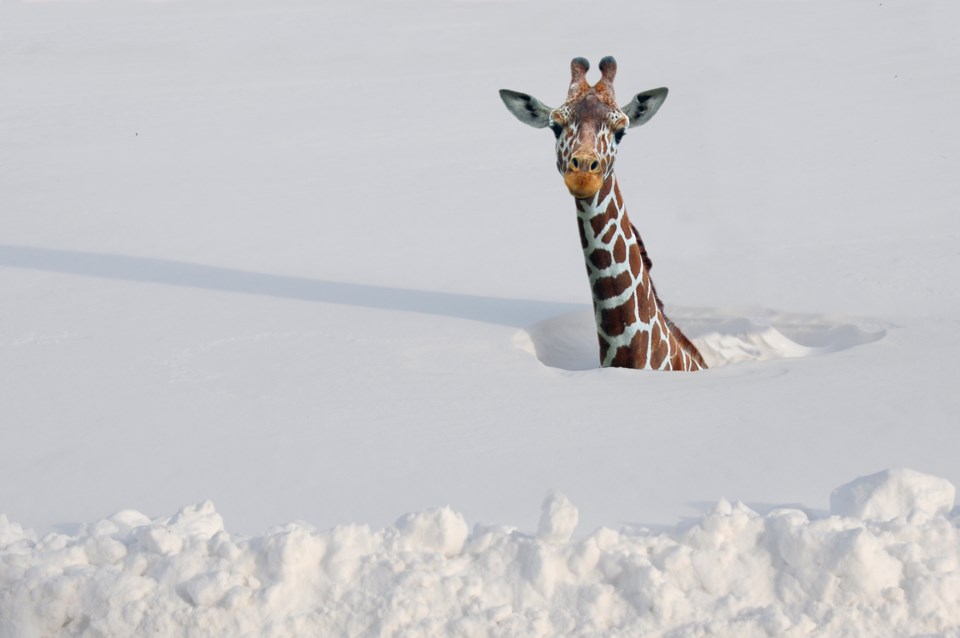 2019-01-07 Deep Snow Giraffe