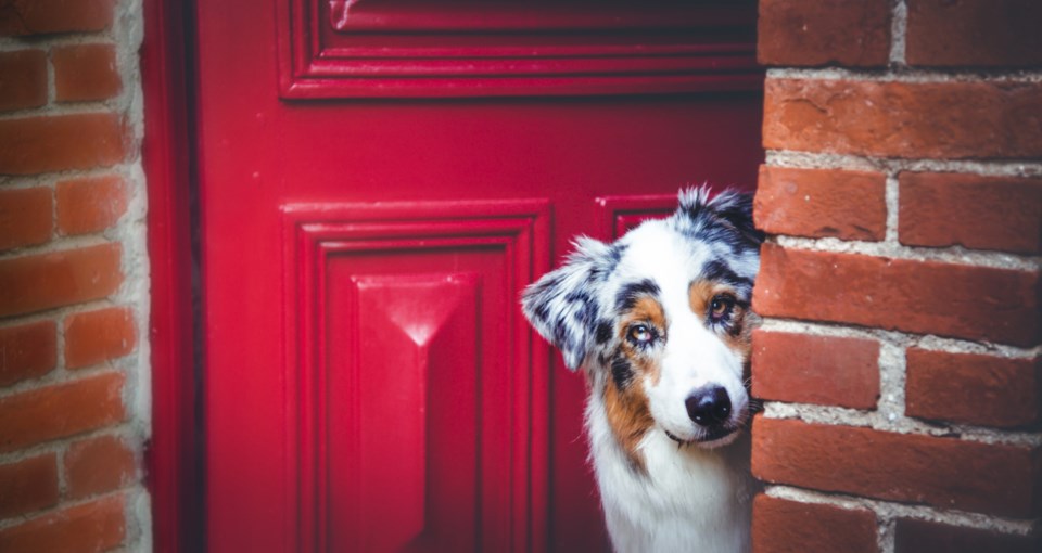 dog at door stock