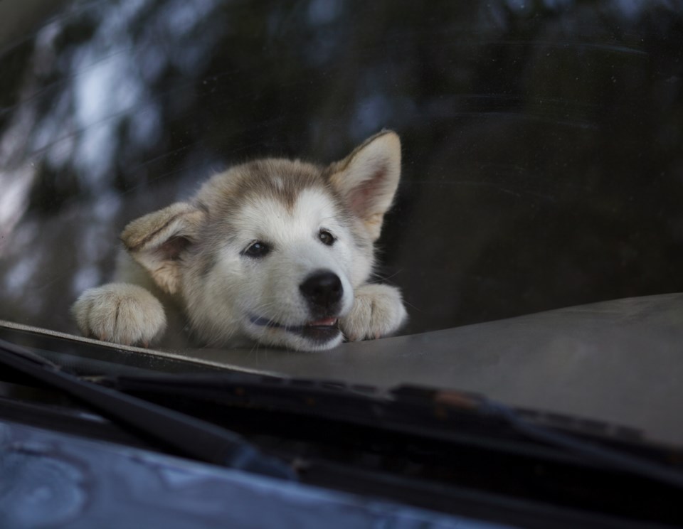 Dog in car shutterstock