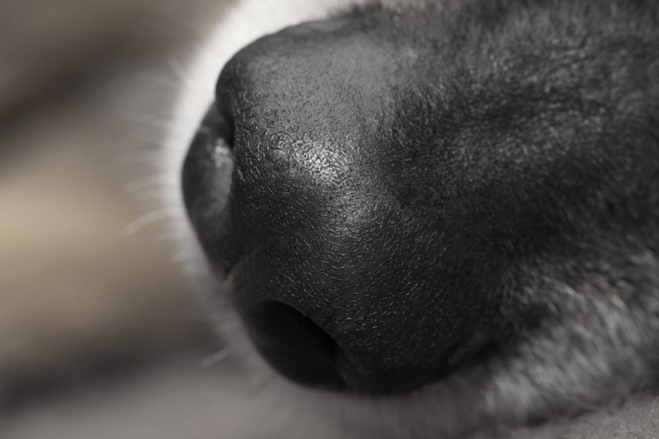 dog nose