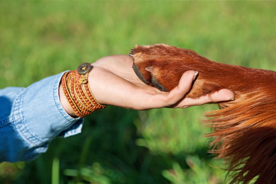 dog paw handshake stock