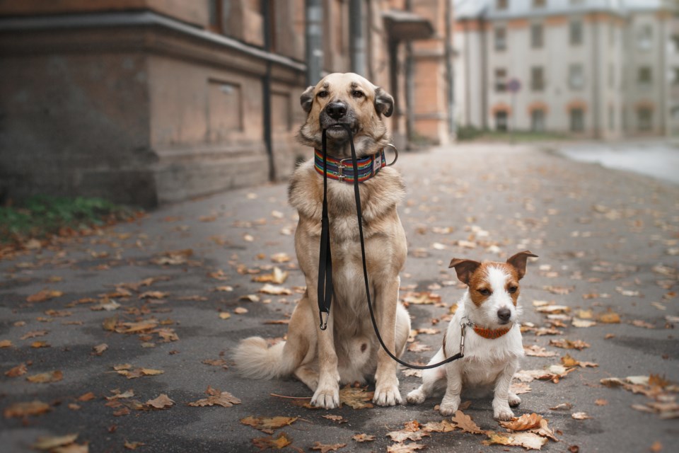 dog walking AdobeStock_92983456