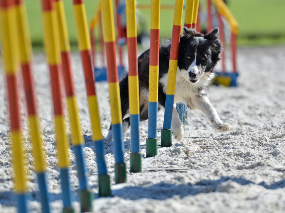 DogAgility