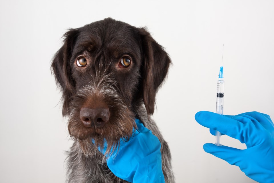 DogVaccine