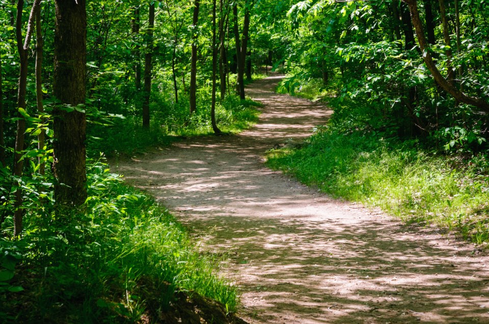 forest trail