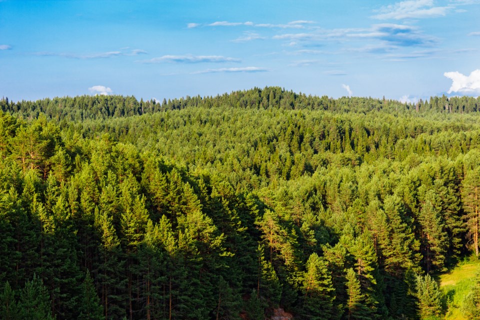 forest trees conifers