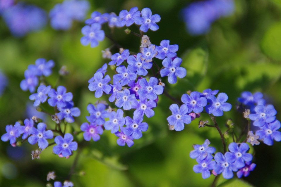 ForgetMeNotFlowers