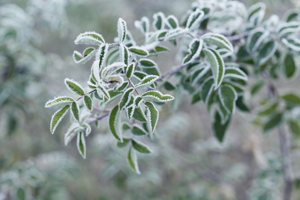 FrostedPlant