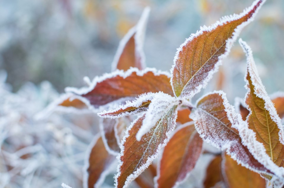 FrostLeaves