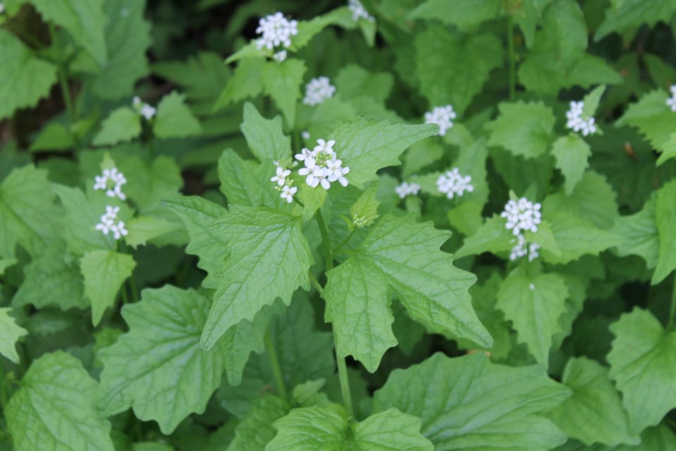 Garlic Mustard1