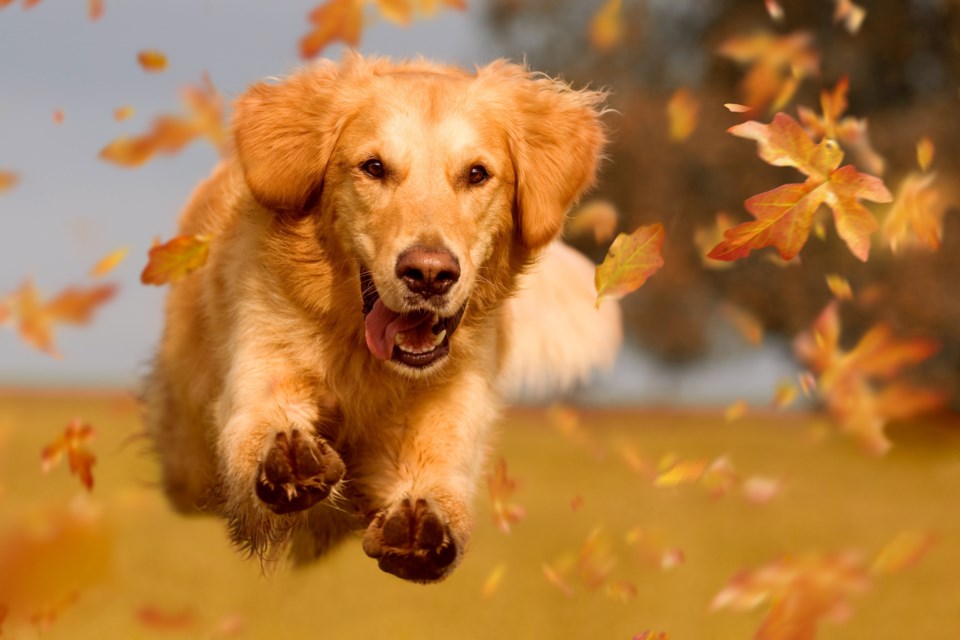 golden retriever stock