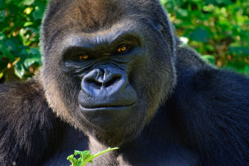 Gorilla