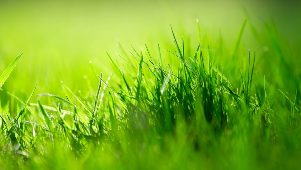 grass lawn