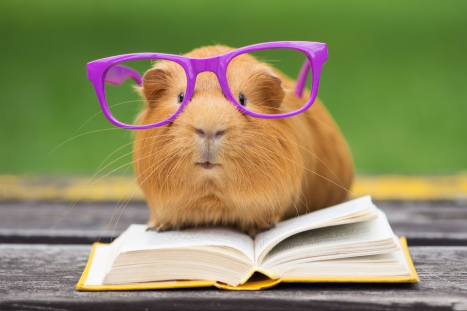 guinea pig reading AdobeStock_111105568