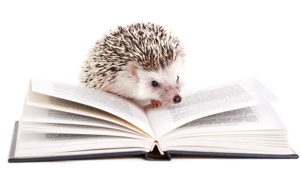 hedgehog reading AdobeStock_113754596