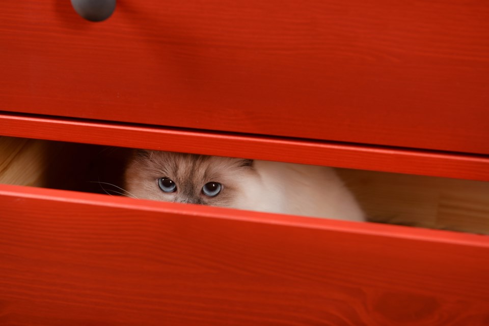 hiding kitten stock