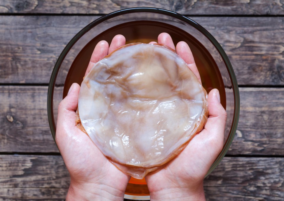 kombucha scoby stock