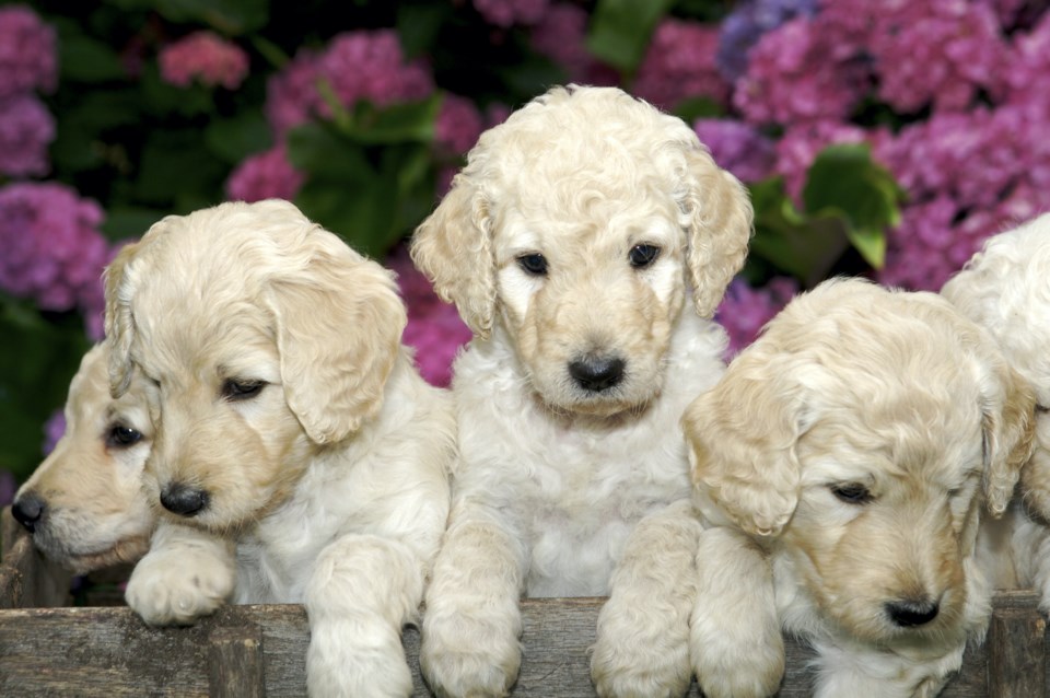 LabradoodlePuppies