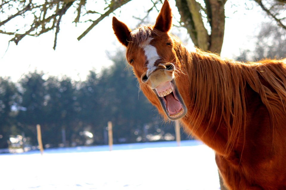 laughing horse stock
