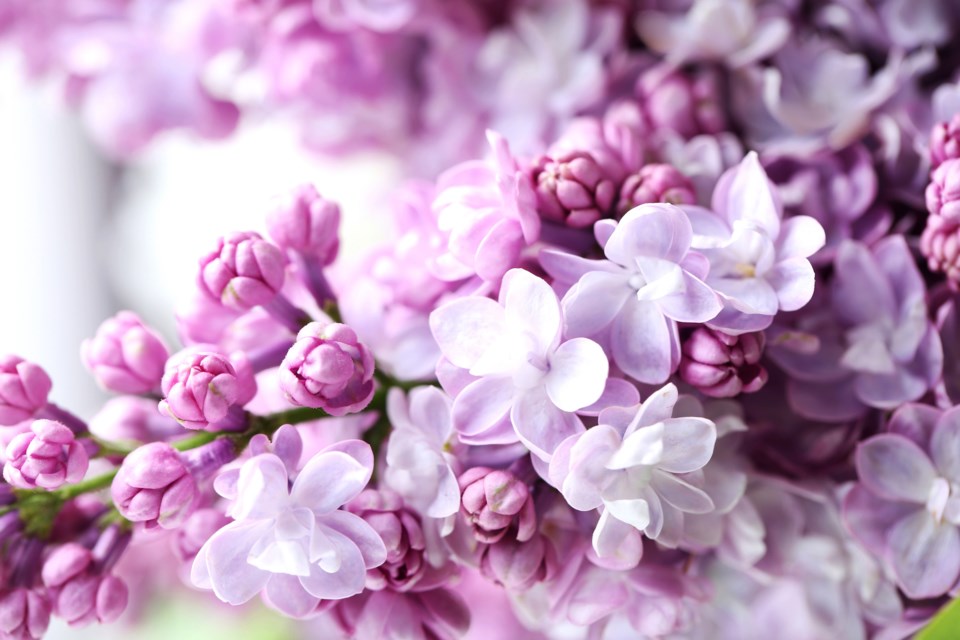 lilac flowers stock