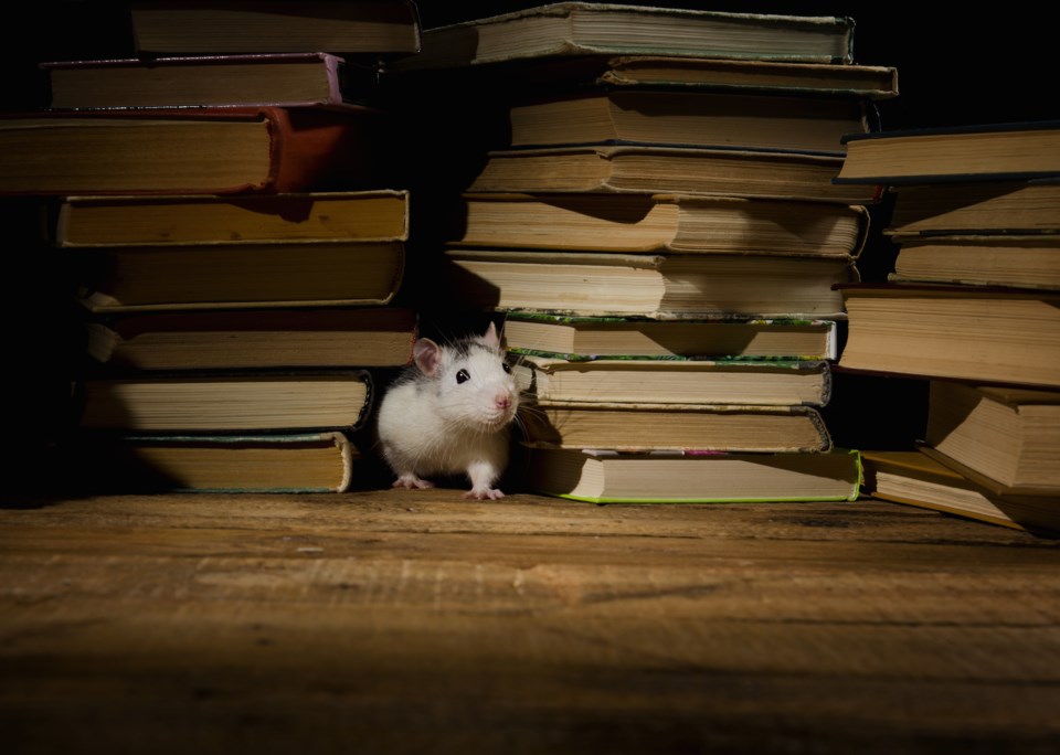 mouse books AdobeStock_115655995