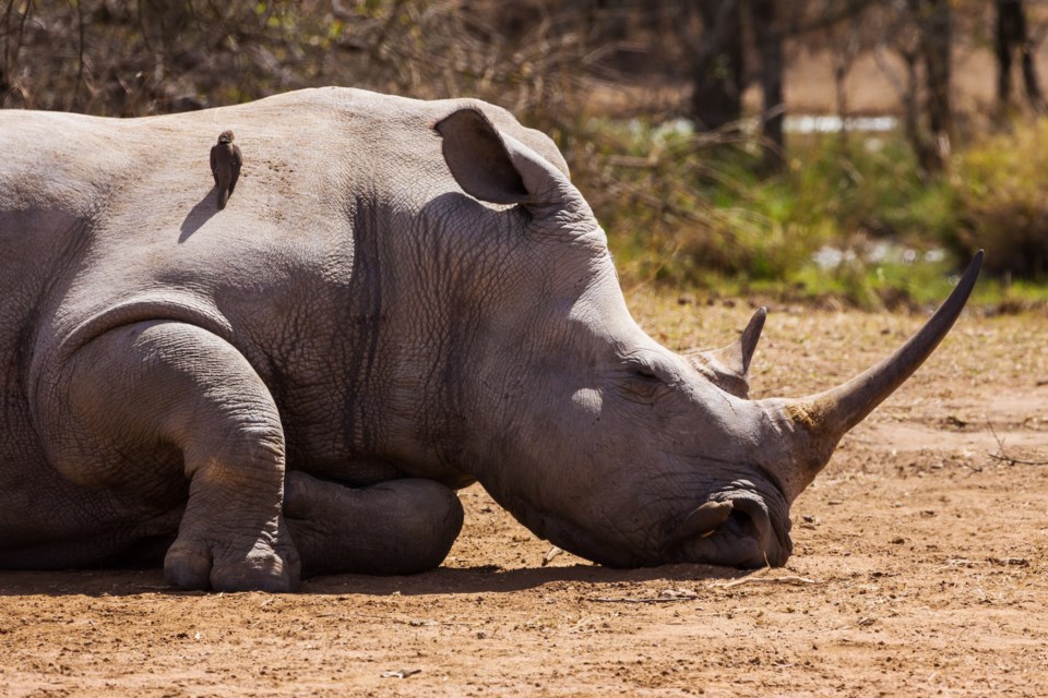 NorthernWhiteRhino