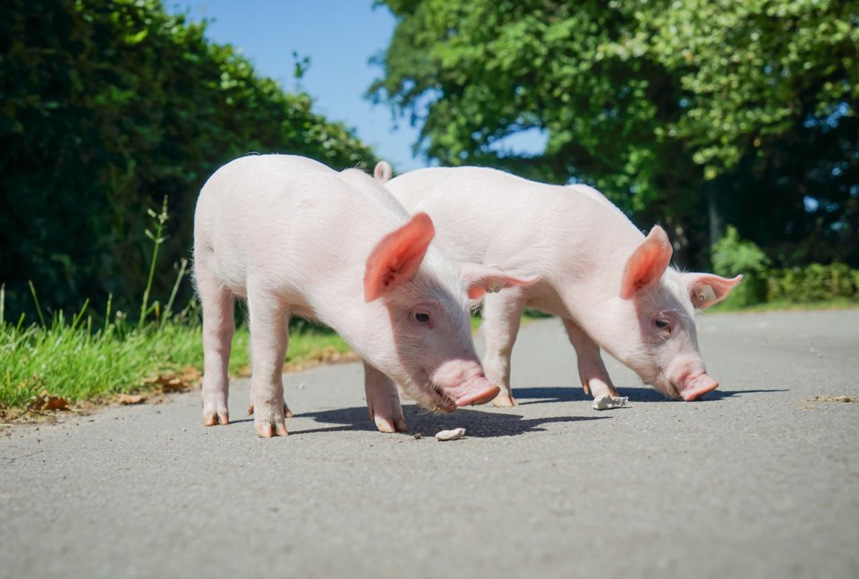 pigs on road road hog