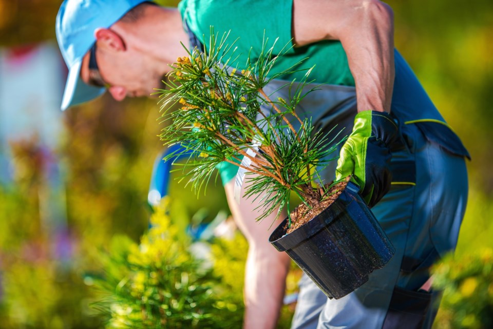 planting AdobeStock_167403030