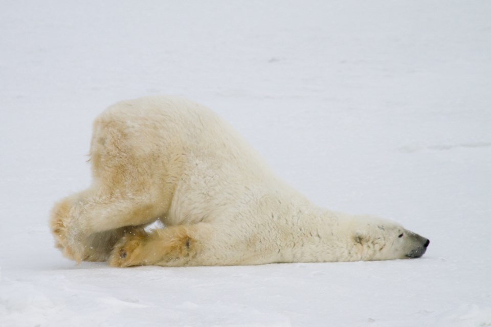 polar bear fail
