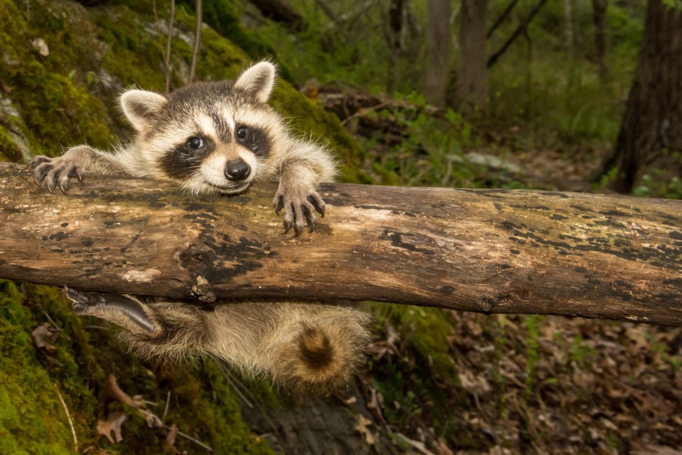 raccoon cute