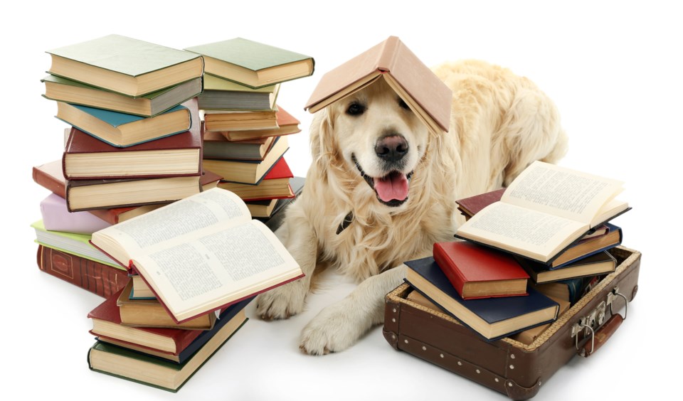 reading dog AdobeStock_87847735