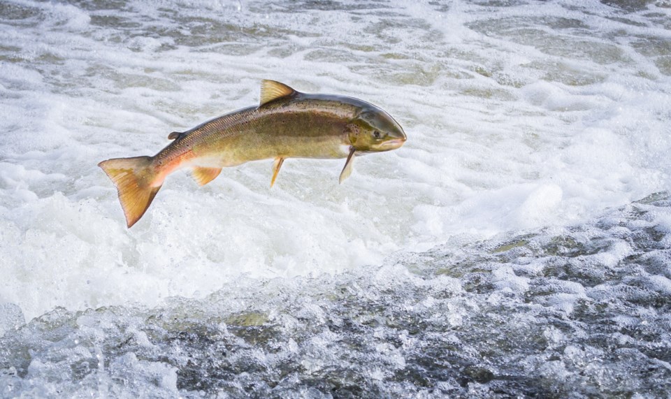 salmon jumping stock