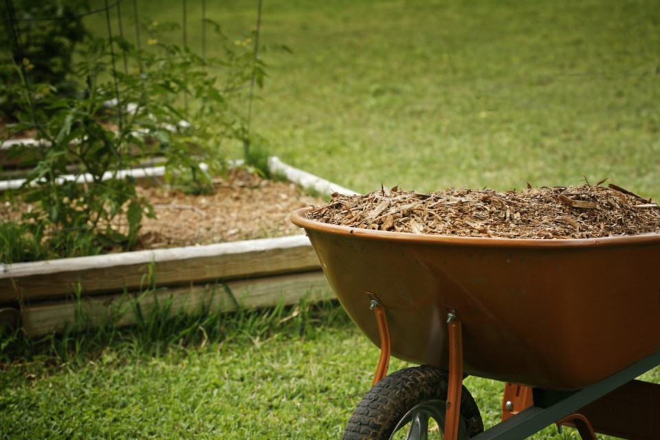 tree mulch shutterstock