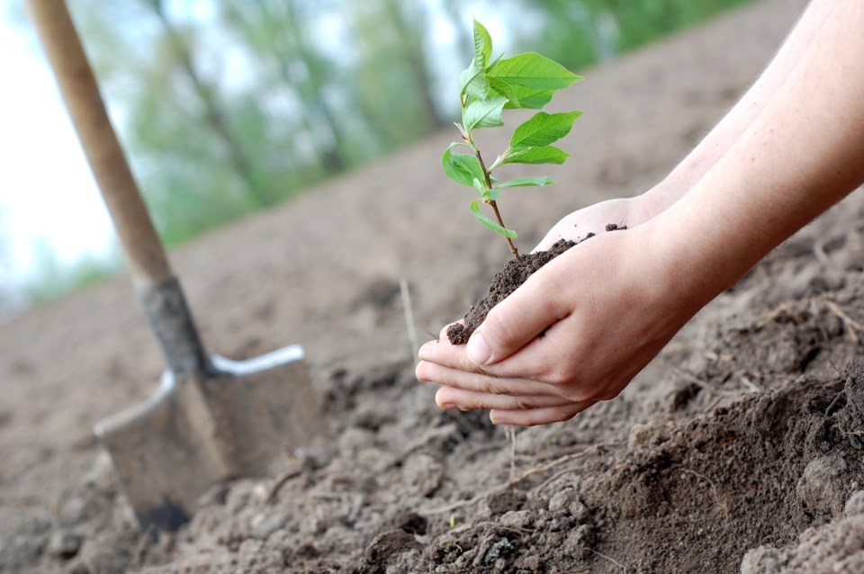 tree planting shutterstock