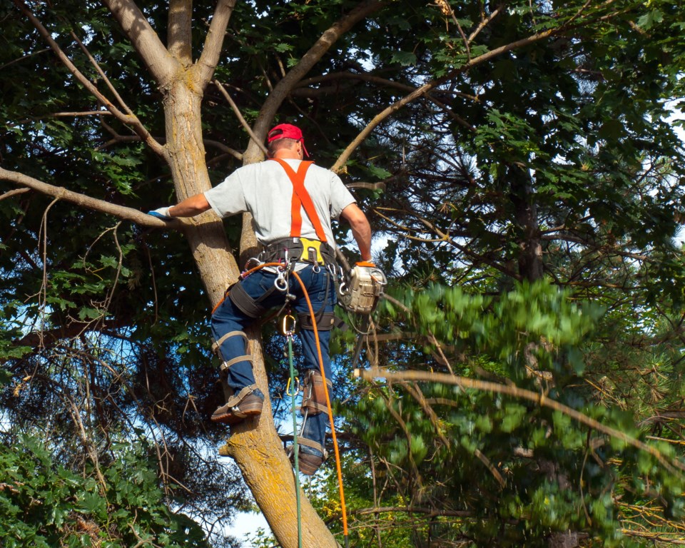 tree trimming AdobeStock_60776399