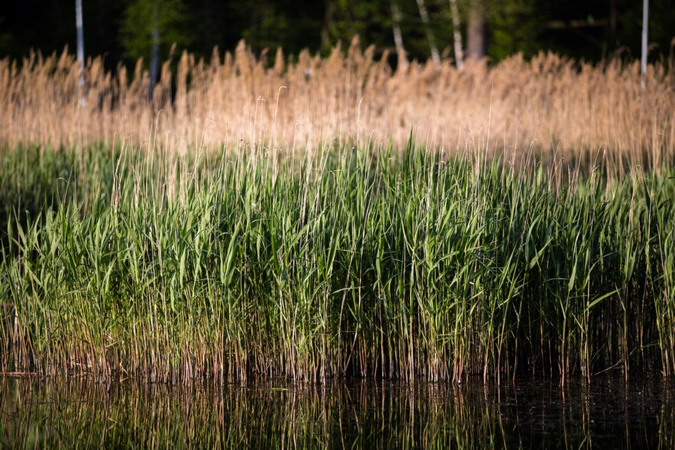 Wetlands