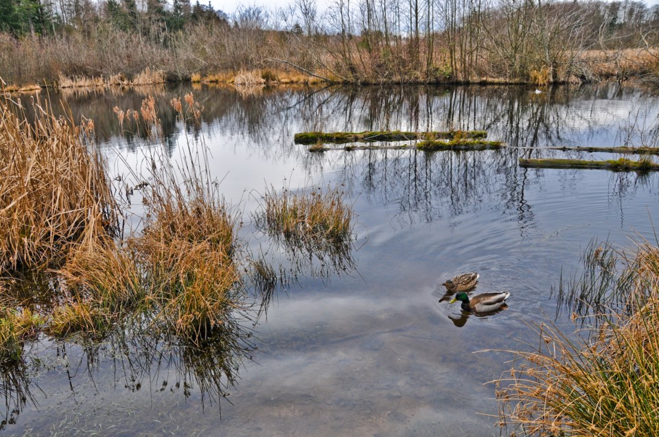 Wetlands1