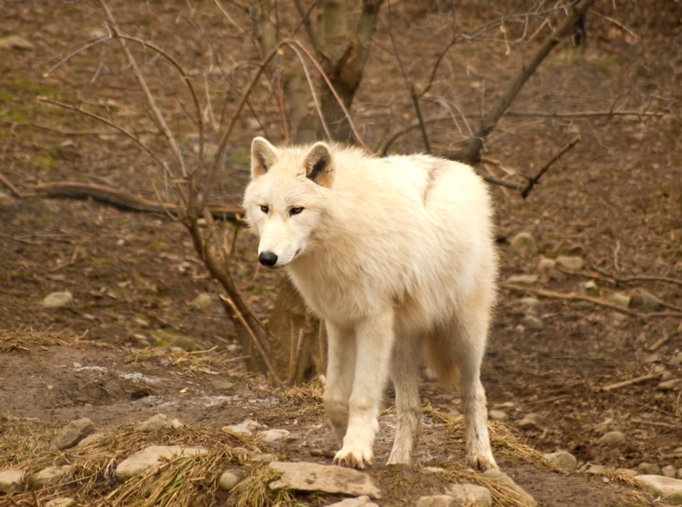 WhiteWolfAutumn