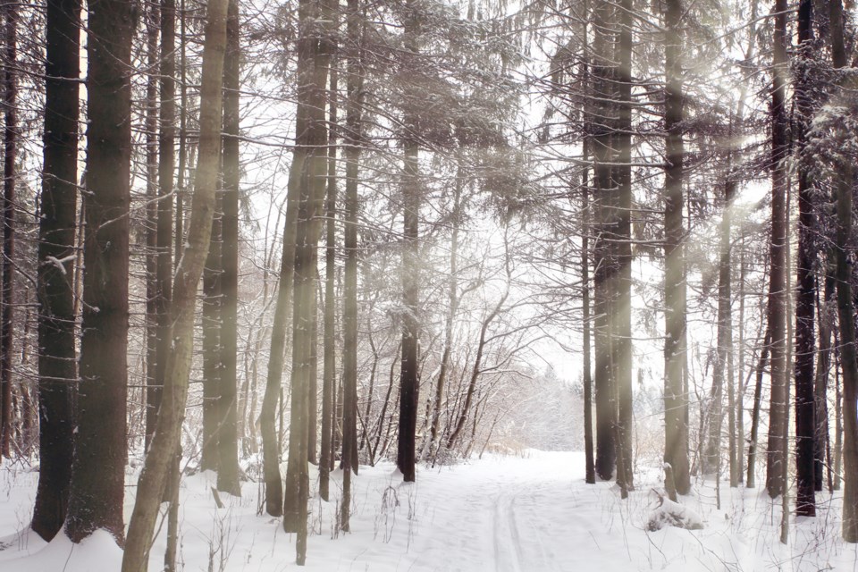 winter forest trail stock